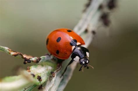 Are Ladybugs Good Luck? Orange, Yellow and Black in House