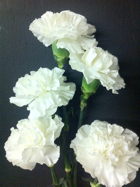 The Enchanted Petal: Carnations