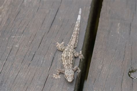 Flat-tailed House Gecko (Fauna of Broward County, Florida) · iNaturalist