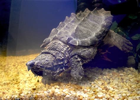 Alligator Snapping Turtle - Virginia Zoo