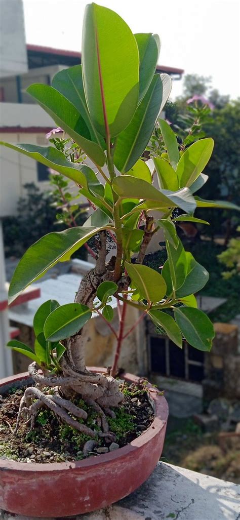 Bonsai of rubber plant | Rubber plant, Plants, Bonsai