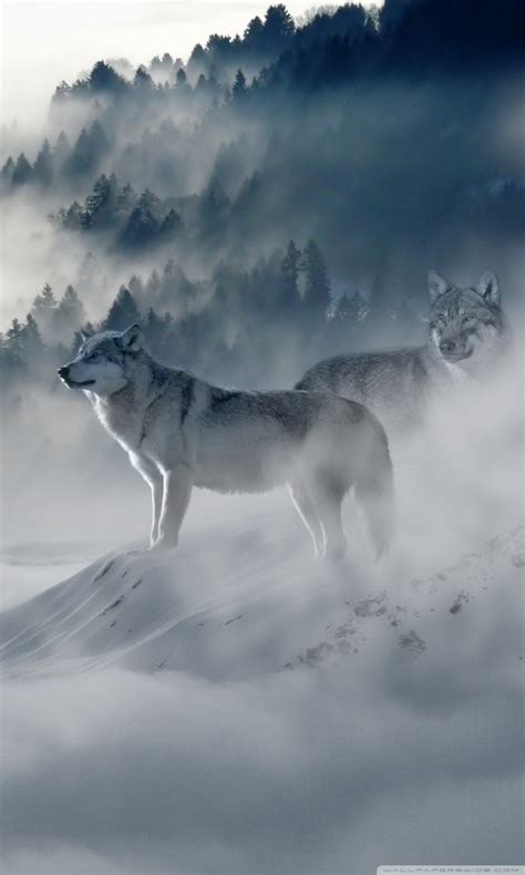 Pack of Wolves Wallpaper - WallpaperSafari