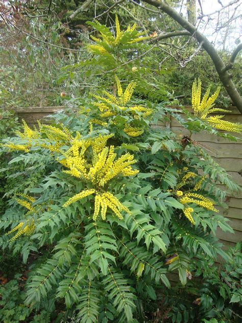 Mahonia japonica...yellow flowers whose scent is reminiscent of lily-of-the-valley. winter ...