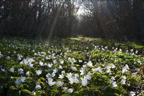 Wood Anemone (Anemone nemorosa) - Identification and Uses