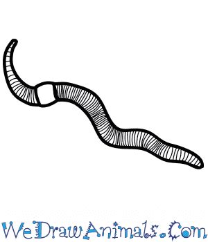 How to Draw a Realistic Worm