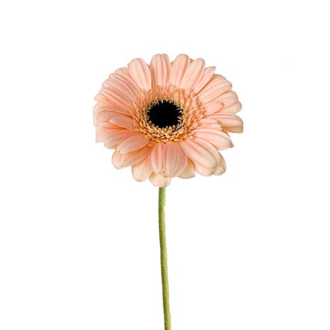 Peach Gerbera | Sami Sacha Flowers