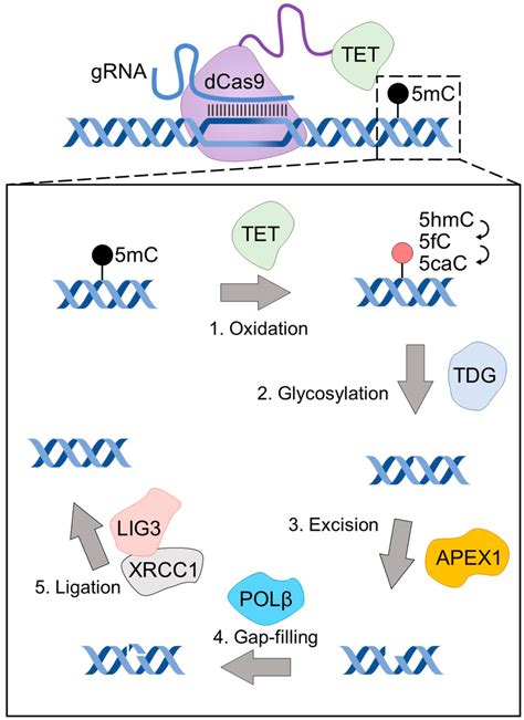 DNA demethylation by dCas9-TET. A schematic diagram of dCas9-TET-based ...