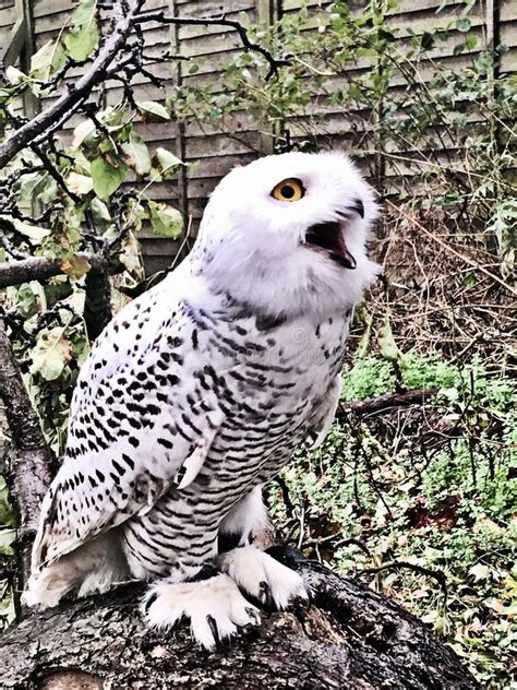 A Close Up of a Snowy Owl in Flight Stock Image - Image of flight, snowy: 159903703