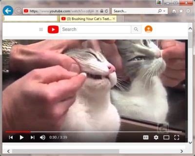 Brushing Your Cat's Teeth: A 4-Week Training Program - The Conscious Cat