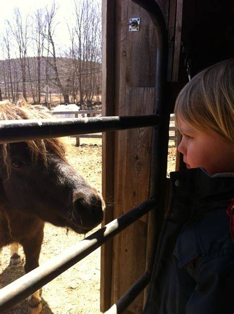 My First 100 Days: Miniature Horse!