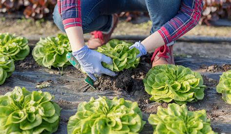 Growing Lettuce: A Guide to Planting & Harvesting Lettuce