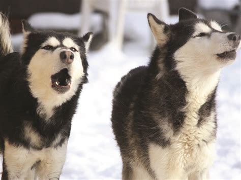 talking Huskies | Snow dogs, Dog barking, Dogs