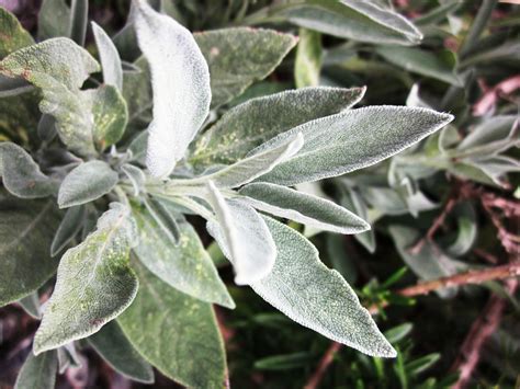 Wild Sage Plants