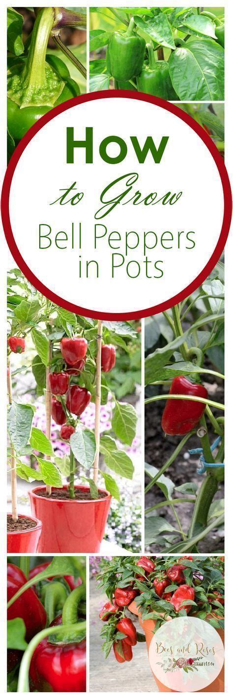 How to Grow Bell Peppers, Vegetable Gardening, Vegetable Gardening TIps ...