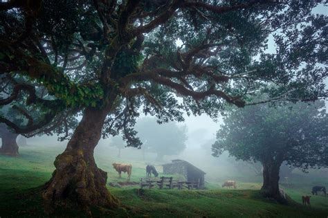 The Fanal Forest | SUGi