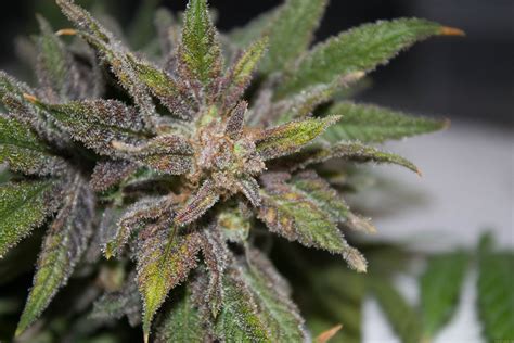 Northern Lights (de 00 Seeds Bank) :: Info de Variedad