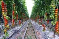 Tomatoes Greenhouse Production | NC State Extension