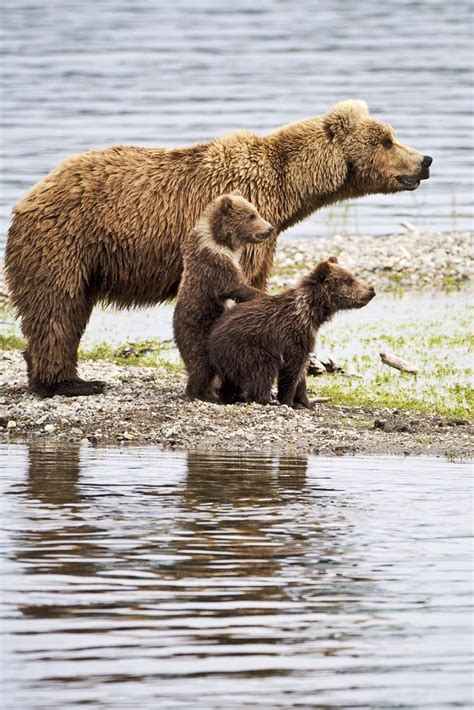 #Alaska #Bear #Bearcubs | Alaska, Pet birds, Bear cubs