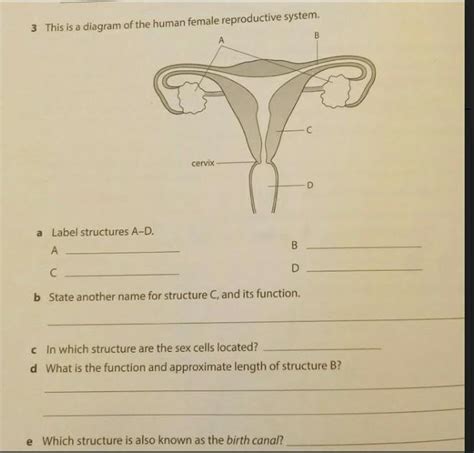 Female Reproductive System Diagram Quiz