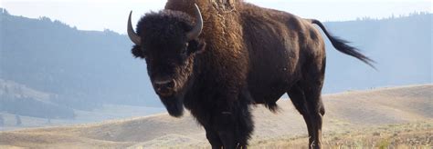 After 100 years, Canada returns bison herd to Montana tribes