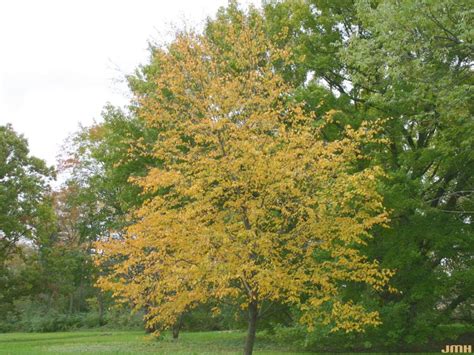 Sweet birch | The Morton Arboretum