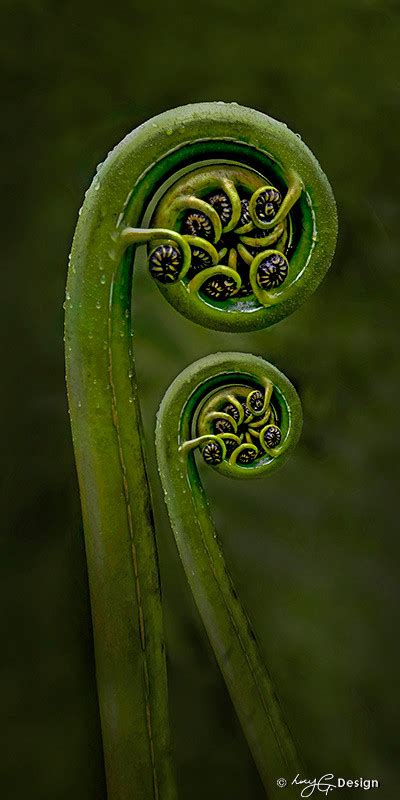 **SALE $50 OFF*** UNITY' -NZ Koru fern artwork (framed print / canvas ...