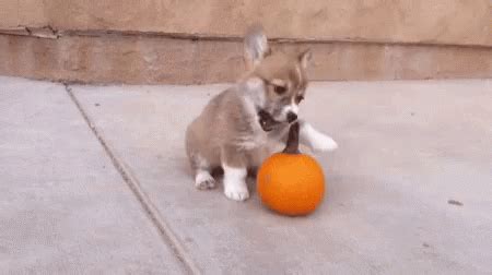 Dog Play GIF - Dog Play - Discover & Share GIFs