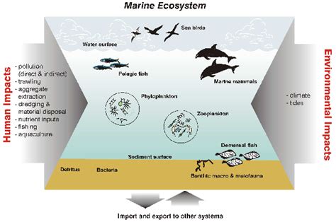 Marine Ecosystem Diagram