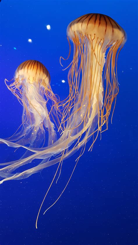 10 Scary facts about the Australian Box Jellyfish - Discover Walks Blog