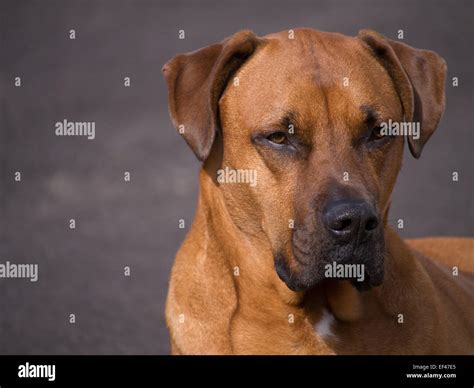 Young mastiff mixed with boxer Stock Photo - Alamy