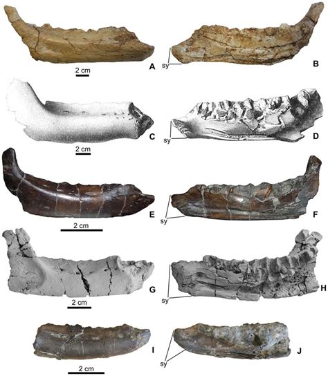 Comparison of rhabdodontid dentaries. A, Rhabdodon sp. (MC 443) in ...