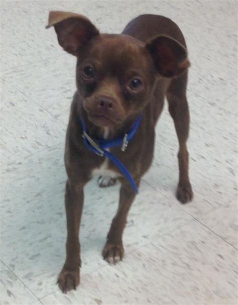 Adopt Mocha on | Dogs, Chihuahua mix, Animal shelter