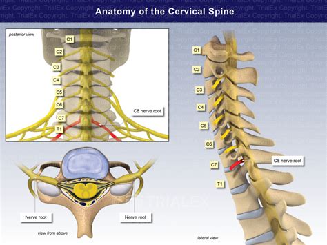 Anatomy of the Cervical Spine and Nerves - TrialExhibits Inc.