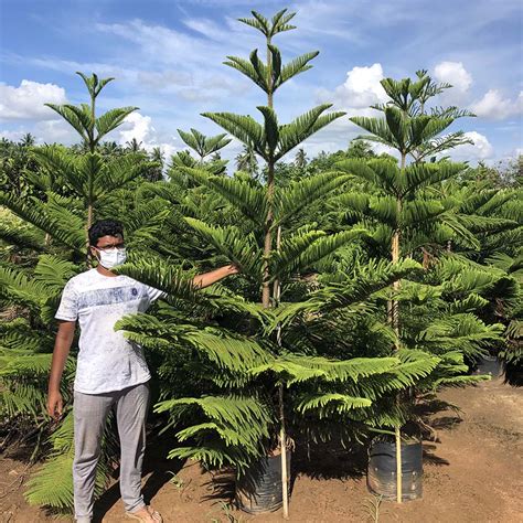 Araucaria Columnaris (Christmas Tree) - Gowthami Nursery