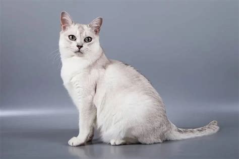 Burmilla (Silver Burmese) Özellikleri ve Bakımı » Petibom