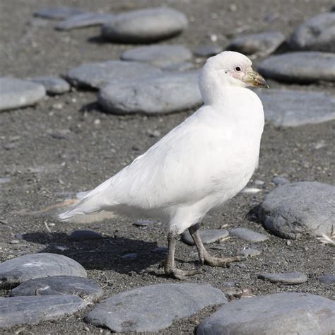 eBird Checklist - 17 Nov 2022 - Gold Harbour - 14 species