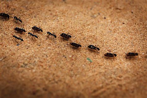 Ants Marching Stock Photos, Pictures & Royalty-Free Images - iStock