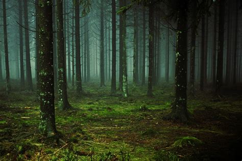 Forest,fog,tree trunks,trees,nature - free image from needpix.com