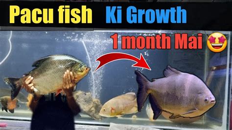 My Huge Pacu fish growth in 1 month 😱 | Shifting My Albino Pacu #petsvlog #fishtank #vlogs # ...