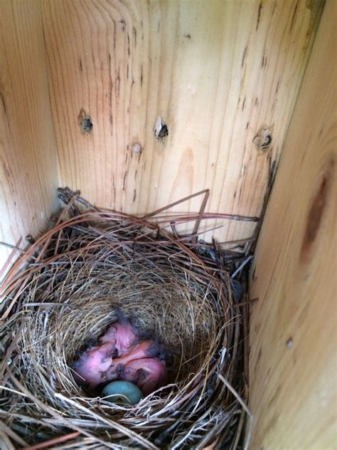 NestWatch | Bluebirds hatching - NestWatch