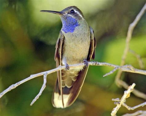 Blue throated mountaingem - Alchetron, the free social encyclopedia