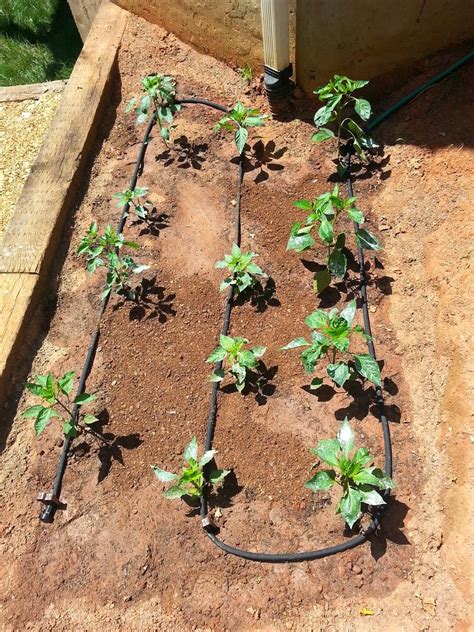 how to install soaker hose irrigation in raised bed garden | Soaker hoses | Pinterest ...