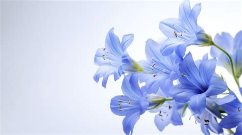 Premium AI Image | Photo of beautiful Jacob's Ladder flower isolated on white background