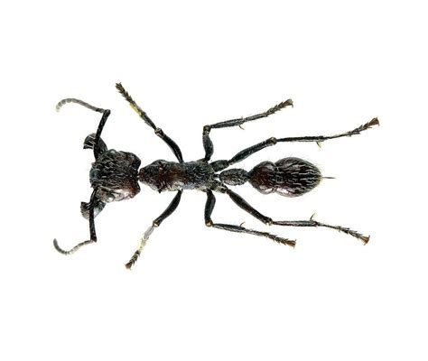 Pack of 2 Famous Bullet Ants Paraponera Clavata , Most Painful Bite in ...