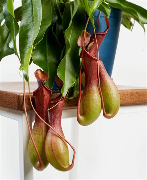 Carnivorous Plants Pitcher Plant