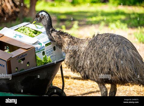 Australian native endemic wildlife animal fauna hi-res stock photography and images - Alamy