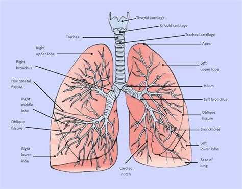 Lung Diagram Labeled | EdrawMax Template