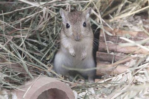 Gerbil Cage Setup: How To Set Up The Perfect Gerbilarium