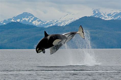 Orcas breaching in Kenai Fjords, Alaska. Whale watching tours are available in Seward just two ...