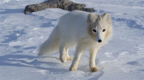 File:Terianniaq-Qaqortaq-arctic-fox.jpg - Wikimedia Commons